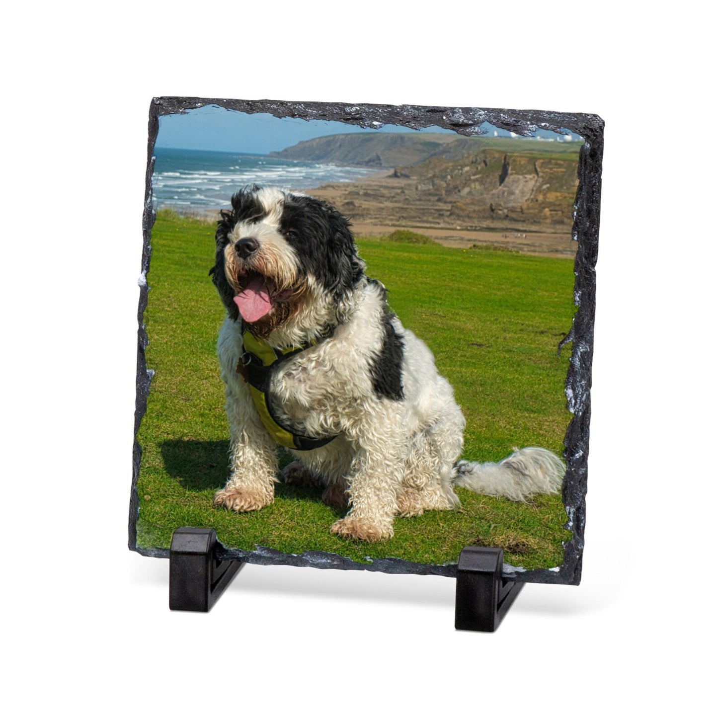 A square black slate coaster on a black display stand, featuring a printed photo of a black and white dog sitting on a grassy hill overlooking the ocean.